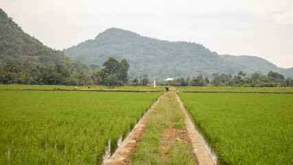 a road in the middle of rice fields with a view of the hills