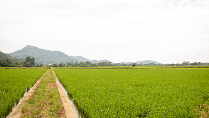 Fototapeta na wymiar a road in the left side of rice fields with a view of the hills