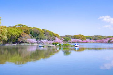 池の周りに咲く桜