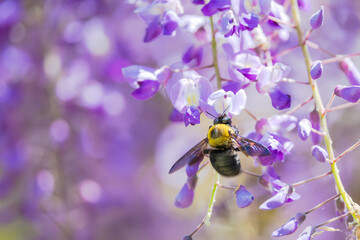 藤の花の蜜を集めるクマバチ