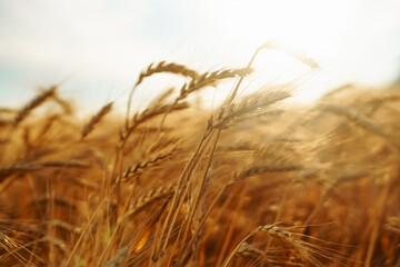 Background of ripening ears of wheat field and blue sky. Close up photo of nature. Agriculture concept. The idea of a rich harvest