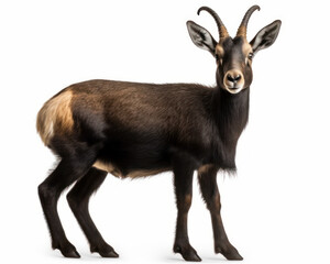 Fototapeta premium photo of chamois (genus Rupicapra) isolated on white background. Generative AI