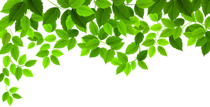 Green leaves Plant isolated