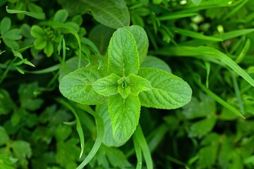 Wild Mint Mentha Arvensis