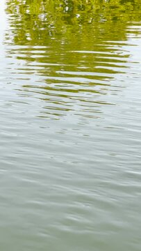 Green treetops reflecting of the Nissan river water surface in Halmstad, Sweden. vertical video
