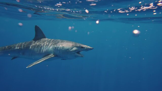 Close-up of great white shark mako swimming underwater in front of camera in a school of fish off the coast of Guadeloupe, Mexico. Carcharodon carcharias, or white shark. Most predator shark in ocean.