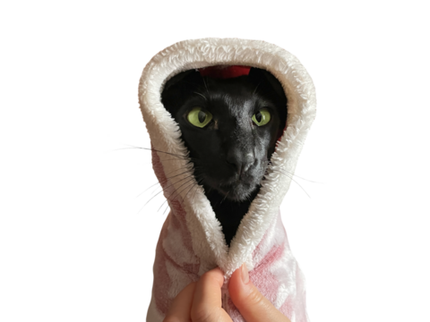 Black funny oriental cat in hoodie in PNG isolated on transparent background
