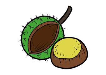 vector chestnut leaf food illustration