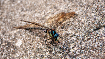 Black and shiny blue body dragonfly on asphalt surface close up front angle view