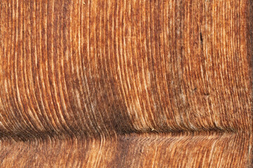Brown wood texture. Abstract background. - classic, traditional, elegant, sophisticated, luxurious, refined. Asian or Japanese traditional architecture.