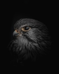 portrait of a eagle