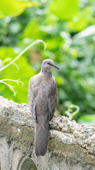 Close-up of a dove bird in a garden.