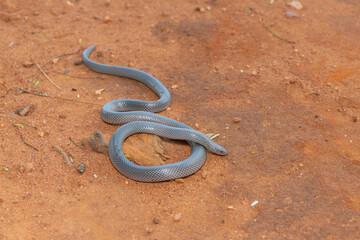 Bibron’s Stiletto Snake (Atractaspis bibronii)