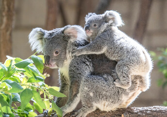 赤ちゃんコアラをおんぶする母親コアラ
