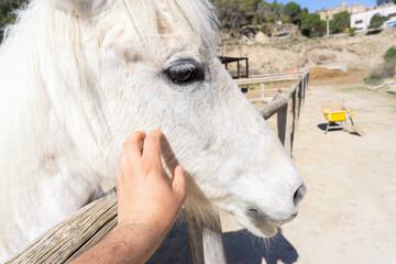 Man's hand stroking a white young horse
