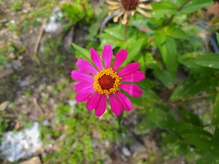 High angle view of pink Zinnia flower in the park.