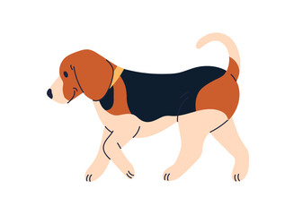 Cute dog of Beagle breed. Happy doggy profile, walking, going. Adorable puppy, canine animal, side view. Sweet lovely tricolor pup strolling. Flat vector illustration isolated on white background