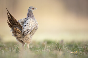 Common pheasant Phasianus colchius Ring-necked pheasant in natural habitat, grassland in early spring