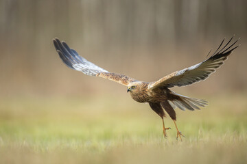 Flying Birds of prey Marsh harrier Circus aeruginosus, hunting time Poland Europe