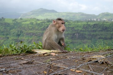 monkey sitting on the rock