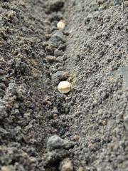 Planting peas in the garden. Planting seed of green peas into soil. Sowing at springtime.