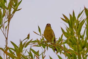 (Carduelis chloris) standing on a tree branch on a spring day