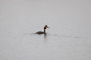 image of Podiceps cristatus on a water during rain