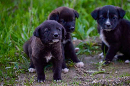 image of puppies abandoned on the side of a road