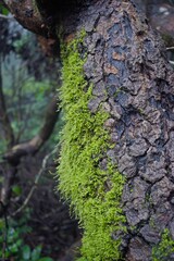 moss on tree 