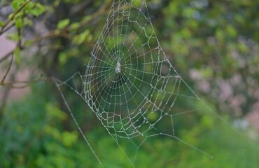 spider web with dew drops