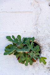 A fig grows out of a pipe in a white concrete wall