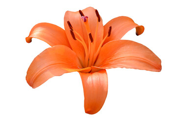 Orange lily flower in PNG isolated on transparent background. One flower.