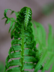 close up of  fern leaves