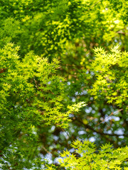 green leaves background