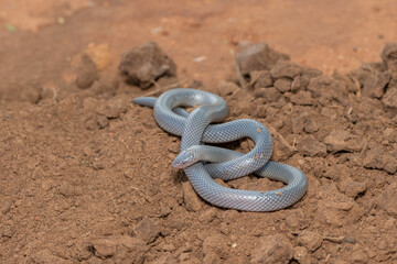 Bibron’s Stiletto Snake (Atractaspis bibronii)