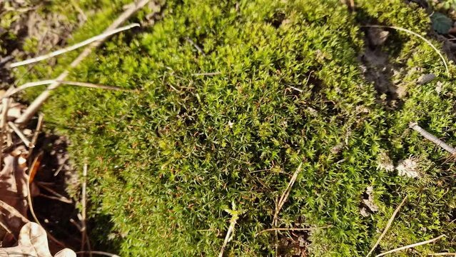Green moss among last year's dry stems and fallen leaves