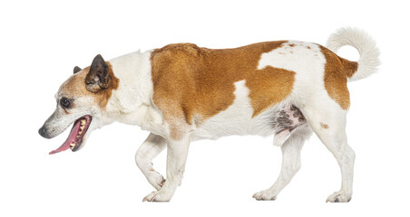 side view of a Old Jack Russell Terrier walking away, , isolated on white