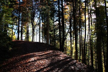 Wald