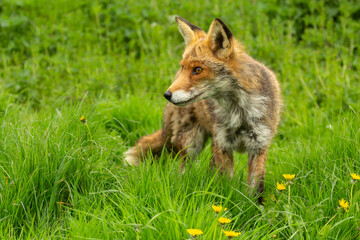 Fototapeta premium Red fox, Scientific name: Vulpes Vulpes, Close up of an alert red fox, facing left in Springtime with green grass and yellow dandelions. Space for copy. Horizontal.