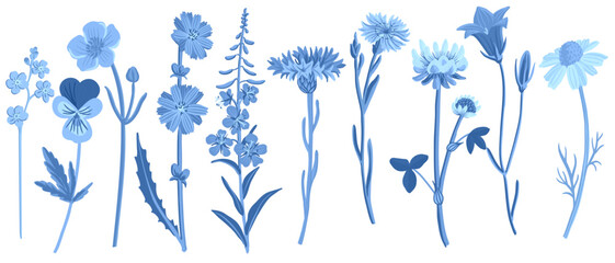 blue field flowers, vector drawing wild plants at white background, floral elements, hand drawn botanical illustration - obrazy, fototapety, plakaty