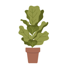 Ficus lyrata,  fiddle-leaf fig in pot, cartoon style. House plants for home interior, urban jungle. Trendy modern vector illustration isolated on white, hand drawn, flat