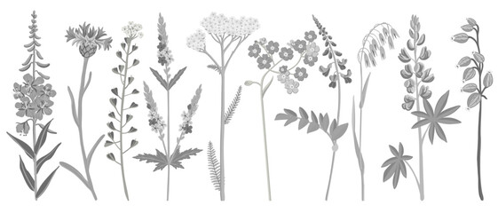 gray field flowers, vector drawing wild plants at white background, floral elements, hand drawn botanical illustration