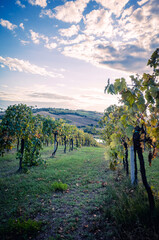 Naklejka premium vineyard in autumn