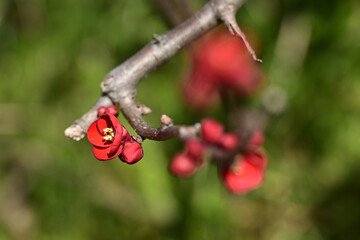 Beautiful red flowers of Japanese quince	
