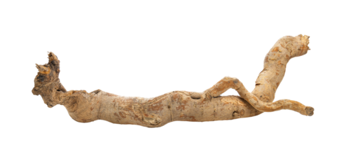 eurycoma longifolia on transparent png