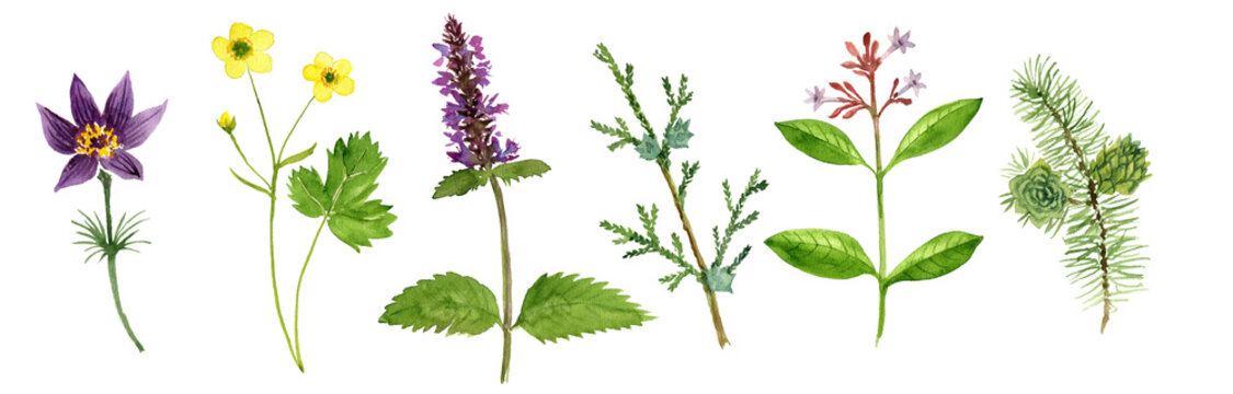 watercolor drawing wild plants, herbs of traditional chinese medicine, Chinese anemone, buttercup, patchouli, thuja, Indian snakeroot and golden larch, hand drawn illustration