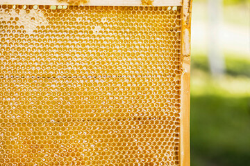 Closeup of a golden fresh honeycomb. Horizontal view. Summer day.