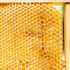 Closeup image of a golden fresh honeycomb. Vertical view.