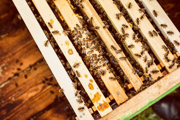 Top view of a bees on honeycombs. Horizontal cropped image.