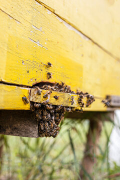 Closeup image of several bees swarming at the entrance to the yellow meadow home. 